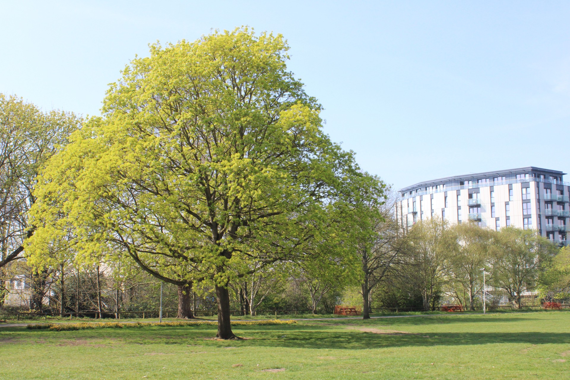 Old tree in a city oark during  spring
